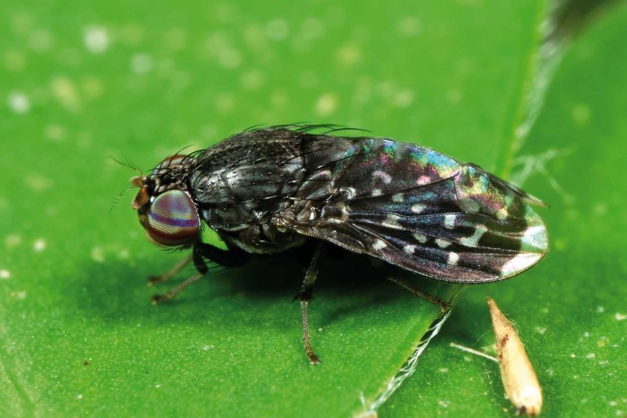 mosca negra confinamiento anecpla