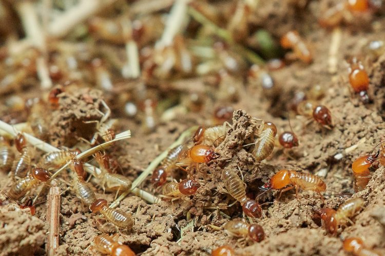 Termitas, plagas de termitas