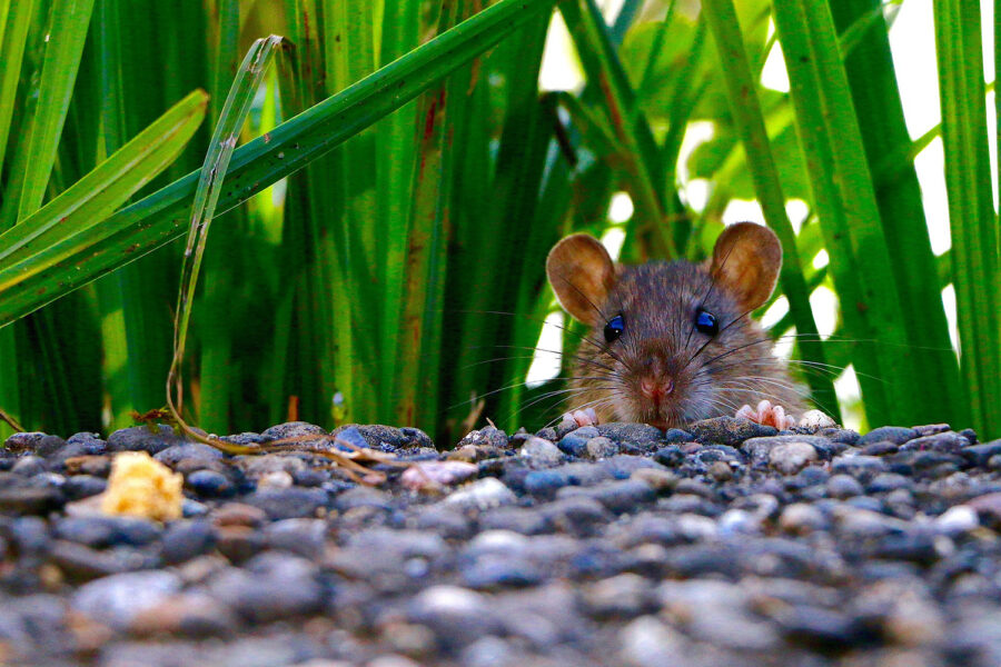 rata, plaga de ratas