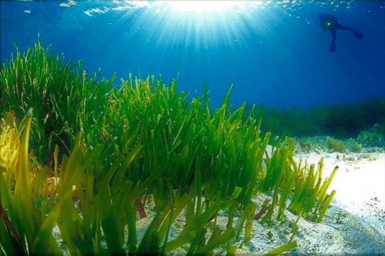 Imagen submarina de algas verdes, agua azul y submarinista en esquina superior derecha