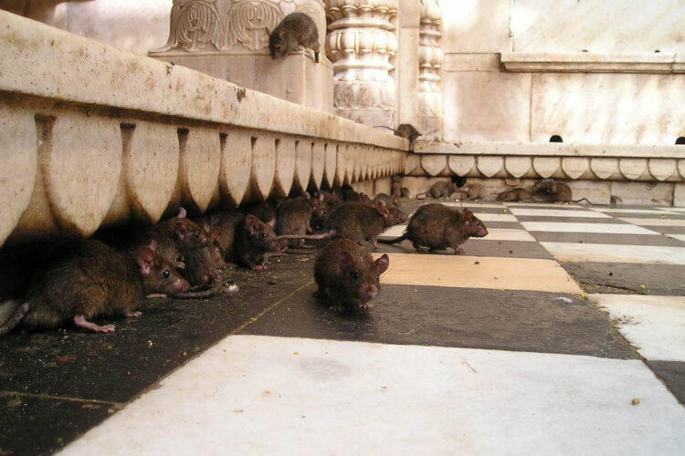 plagas de ratas