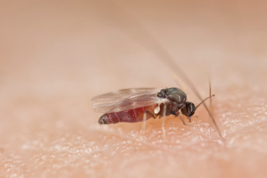 Black fly sucking blood on human arm