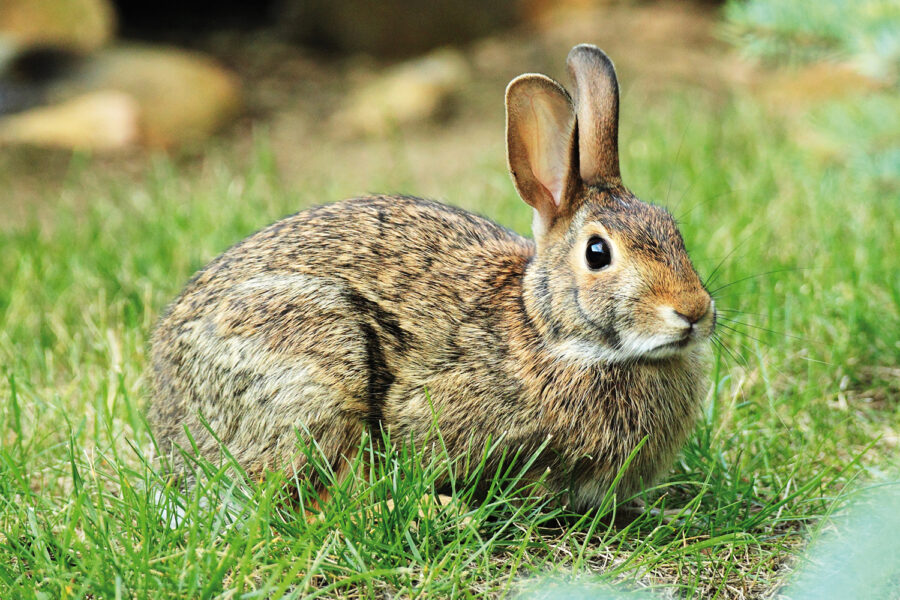 conejo