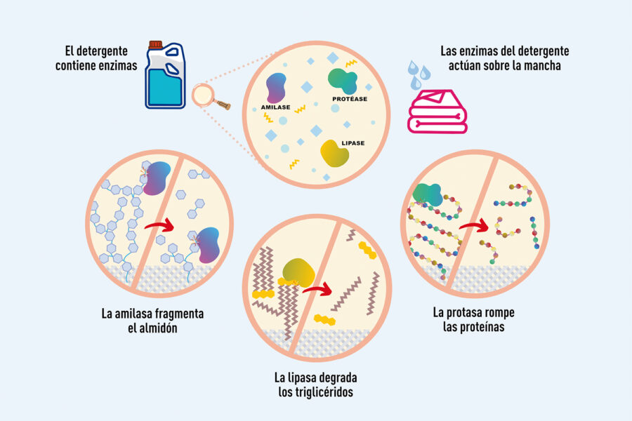 Esquema enzimas funcionamiento