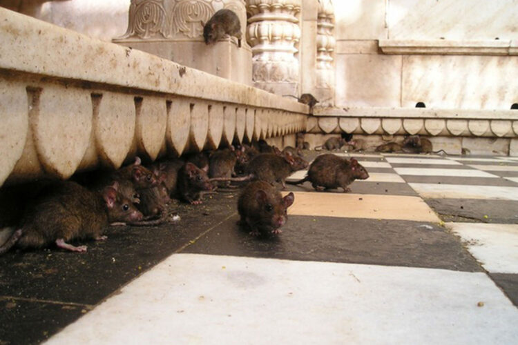 ratas1