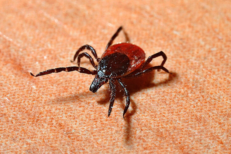 garrapata